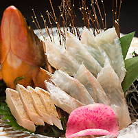 夢幻之魚「赤點石斑」薄切生魚片